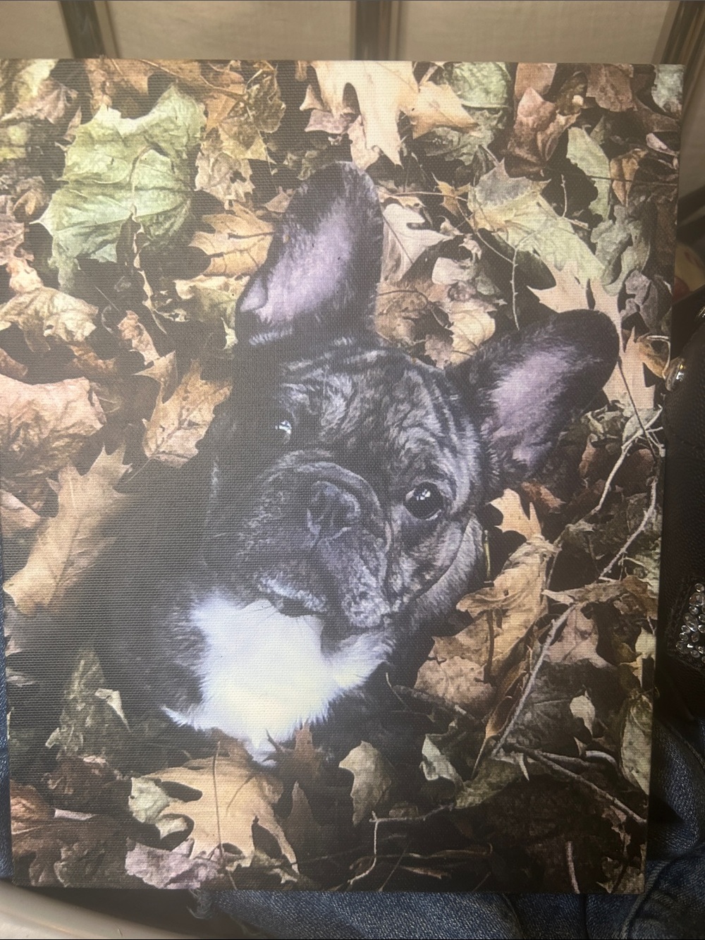 Black & White Fall Leaves French Bulldog Pet Canvas Print - Stylish Dog Wall Art